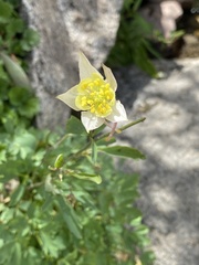 Aquilegia pubescens