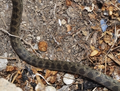 Hemorrhois hippocrepis