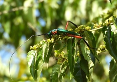 Plinthocoelium chilense
