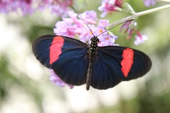 Heliconius
