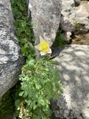 Aquilegia pubescens