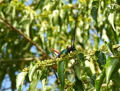 Plinthocoelium chilense