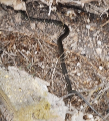 Hemorrhois hippocrepis