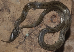 Macroprotodon brevis