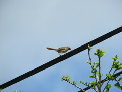 Prinia maculosa maculosa