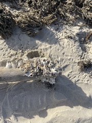 Amphibalanus eburneus