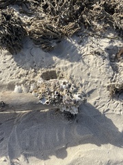 Amphibalanus eburneus