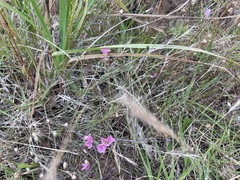 Convolvulus angustissimus