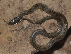 Macroprotodon brevis