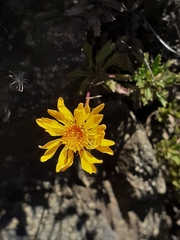 Grindelia chiloensis