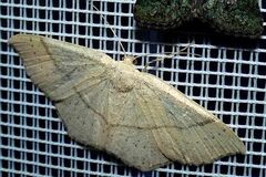 Cyclophora linearia
