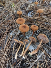 Laccaria trichodermophora