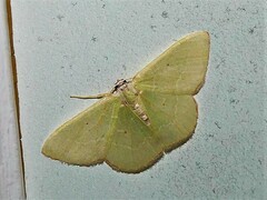 Nemoria lixaria