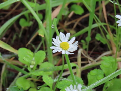 Bellis annua