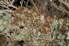 Atriplex hymenelytra