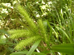 Carex excelsa
