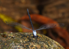 Austroargiolestes elke