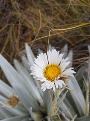 Celmisia semicordata stricta