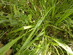 Carex excelsa
