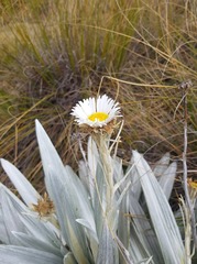 Celmisia semicordata stricta