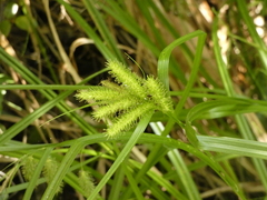 Carex excelsa
