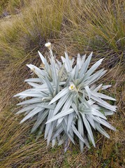 Celmisia semicordata stricta