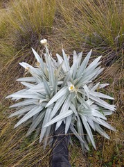 Celmisia semicordata stricta