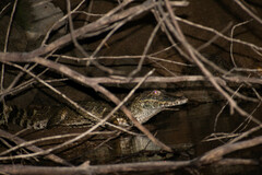 Paleosuchus trigonatus