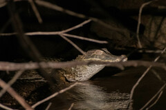 Paleosuchus trigonatus