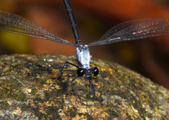 Austroargiolestes elke