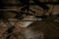 Paleosuchus trigonatus