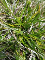 Carex flaviformis