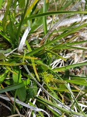 Carex flaviformis