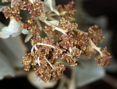 Atriplex hymenelytra
