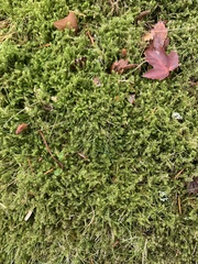 Rhytidiadelphus squarrosus