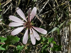 Mutisia spinosa