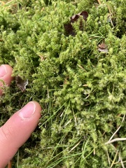 Rhytidiadelphus squarrosus