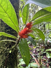 Columnea purpurata