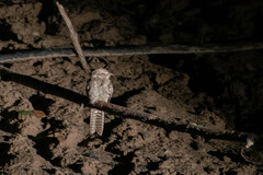 Hydropsalis climacocerca