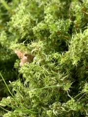 Rhytidiadelphus squarrosus