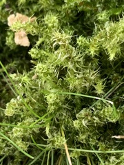 Rhytidiadelphus squarrosus