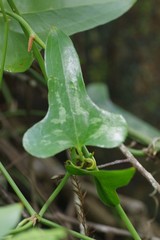 Smilax bona-nox image