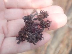 Taphrina robinsoniana