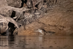 Paleosuchus trigonatus