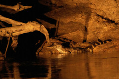 Paleosuchus trigonatus