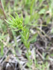 Centaurium tenuiflorum