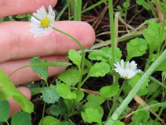 Bellis annua