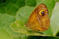 Mycalesis patnia