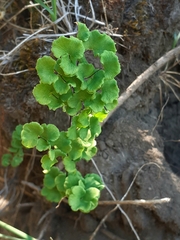 Adiantum chilense
