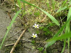 Ranunculus aquatilis
